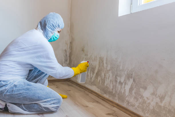 Licensed Basement Mold Remediation service in Mesquite, TX - 24 Hour Mold Removal