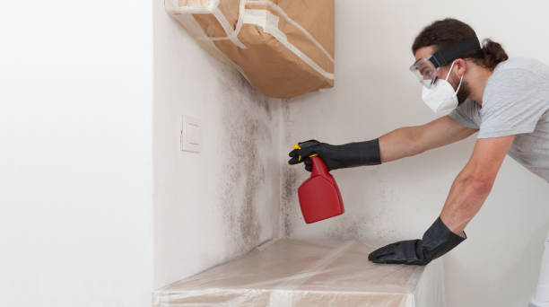 Professional Basement Mold Remediation technician working in Mesquite, TX