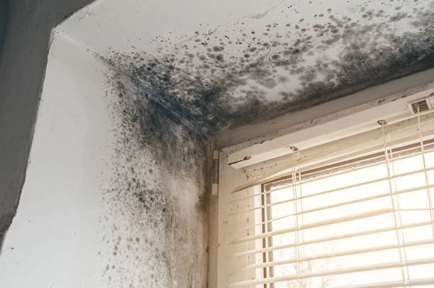 Affordable Basement Mold Remediation solutions in Mesquite, TX