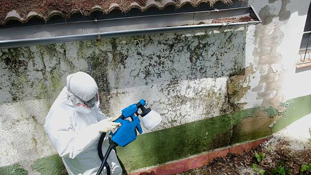 Top rated local Basement Mold Remediation specialists in Mesquite, TX